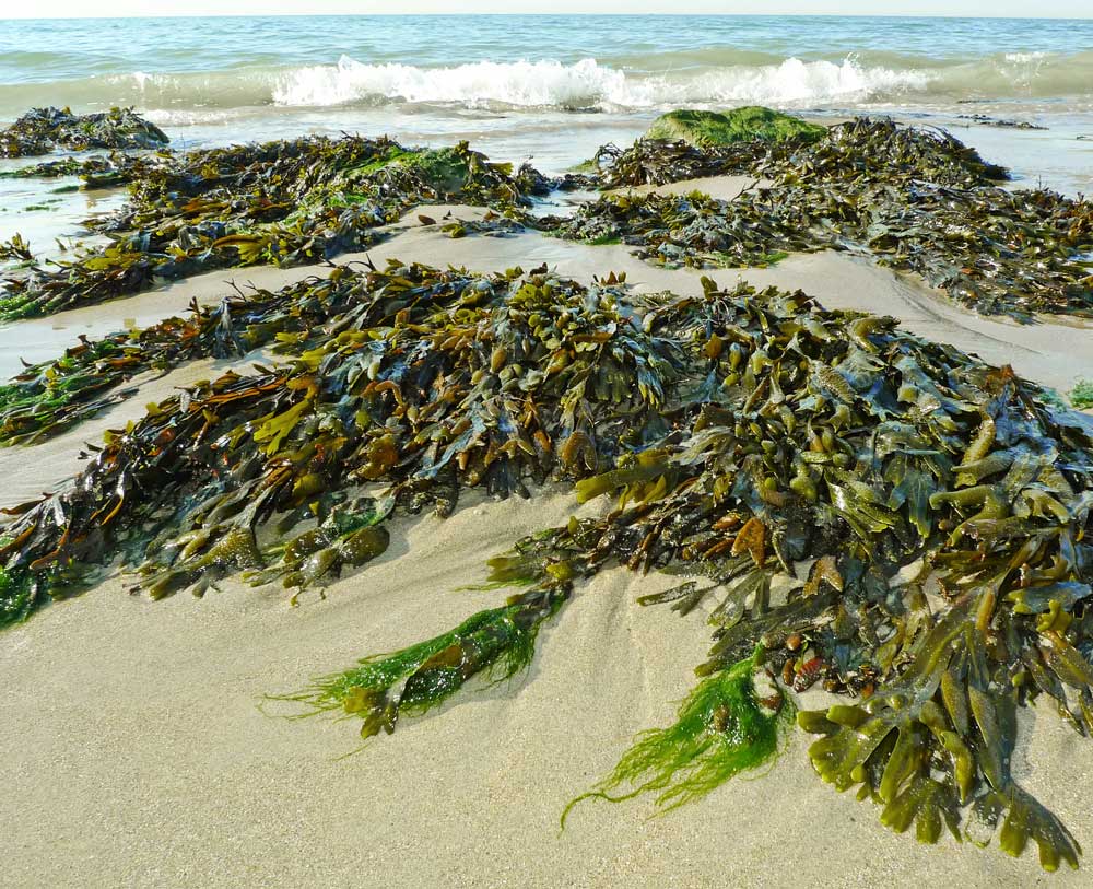 Image of seaweed -benefits of sea vegetables